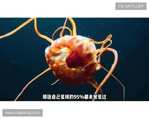 深海动物的保护与威胁：人类活动对深海生物的影响与保护措施